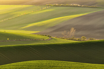 Obraz premium Game of light and shadows in fresh green color in the fields of Moravian Tuscany