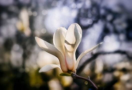 blooming magnolia tree, white magnolia flower close up
