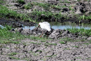 White broad-billed heron on a lake collecting food in natural conditions on a sunny spring day in Kenya