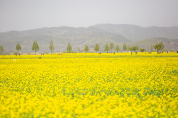 a canola-flowered view of the river