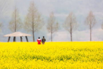 a canola-flowered view of the river