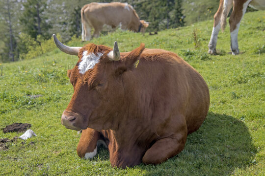 cows in the field