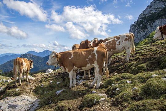 cows in the mountains