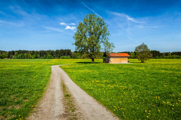 Rural road in summer meadow with wooden shed. Bavaria, Germany - 768864803