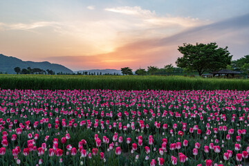 Fototapeta premium a view of a tulip-flowered garden