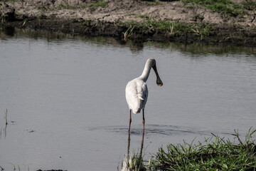 White broad-billed heron on a lake collecting food in natural conditions on a sunny spring day in...