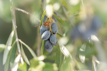 blaue Oliven hängen auf Olivenbäumchen