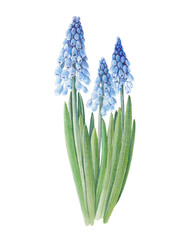 Naklejka premium Watercolor blue muscari flowers, botanical illustration