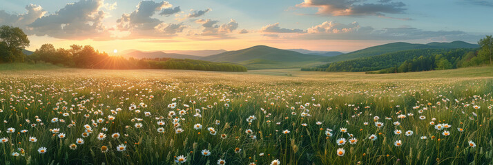 A beautiful spring summer meadow Chamomile flowers at sunset or sunrise. Natural colorful panoramic landscape with many wild flowers of daisies against blue sky.banner - obrazy, fototapety, plakaty