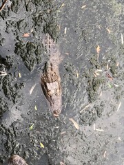 Alligators in South Carolina