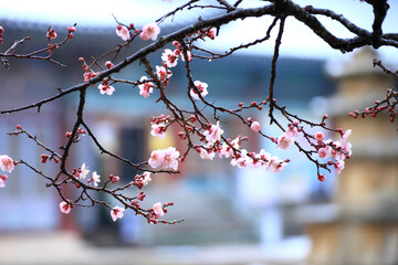 the view of the village with plum blossoms in bloom
