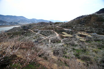 the view of the village with plum blossoms in bloom