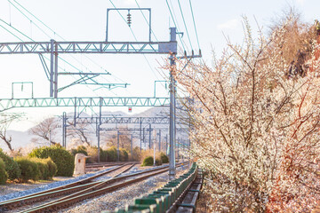 the view of the village with plum blossoms in bloom