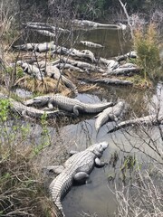 Alligators in South Carolina