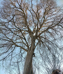 Obraz premium large tree with many leafless branches, clear sky in the middle of the afternoon