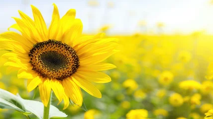 Photo sur Plexiglas Jaune A single sunflower stands out in a vibrant field under the bright, sunny sky