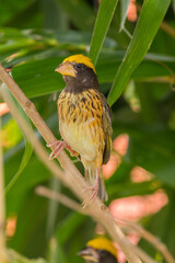 The streaked weaver (Ploceus manyar) is a species of weaver bird found in South Asia and South-east Asia