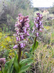 Obraz premium flower in nature, wild asparagus