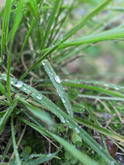 water drops on grass
