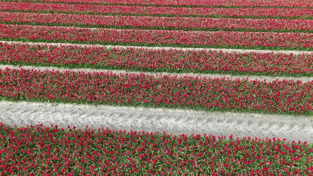 red fields in spring in the netherlands drone video