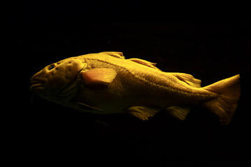Atlantic cod Gadus morhua fish in sea underwater