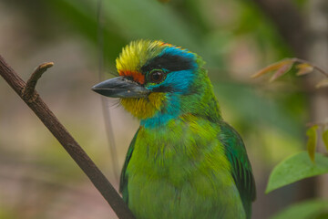 The red-throated barbet (Psilopogon mystacophanos) is a species of bird in the family Megalaimidae