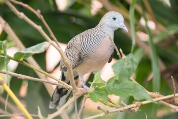 The zebra dove (Geopelia striata), also known as the barred ground dove, or barred dove, is a species of bird of the dove family, Columbidae