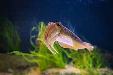 The Common (European) Cuttlefish (Sepia officinalis) underwater in sea - cephalopod, related to squid and octopus - 768869694