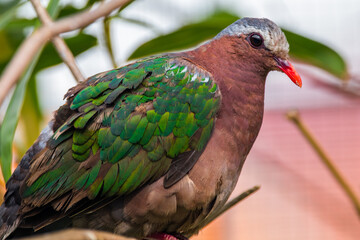 The emerald dove or common emerald dove (Chalcophaps indica), also called Asian emerald dove and grey-capped emerald dove