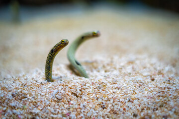 Spotted garden-eel, Heteroconger hassi fish on sea sand bottom - 768870839