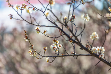 a view of plum blossoms in bloom