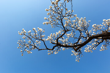 a view of plum blossoms in bloom