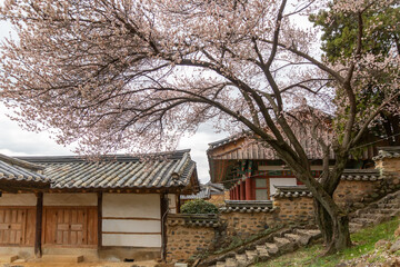 Fototapeta na wymiar Spring scenery with hanok fence and plum blossoms