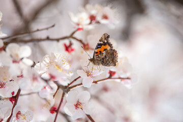 a view of plum blossoms in bloom