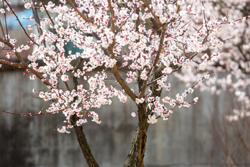 a view of plum blossoms in bloom