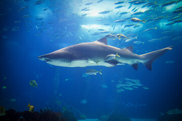 Sand tiger shark Carcharias taurus, gray nurse shark, spotted ragged-tooth shark with school of...