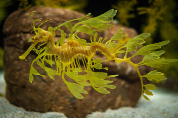 Leafy Seadragon Phycodurus eques or Glauert's seadragon marine fish underwater