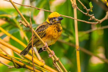 The streaked weaver (Ploceus manyar) is a species of weaver bird found in South Asia and South-east Asia