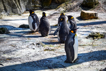 Closeup on a colony of king penguins by the rocky beach
