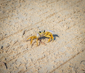 Close up shot of the small crab on the sand. Wildlife