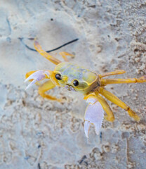 Close up shot of the small crab on the sand. Wildlife