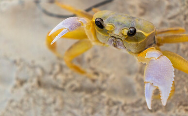 Close up shot of the small crab on the sand. Wildlife