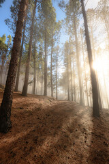 Pine trees in a forest with clouds and sunrays