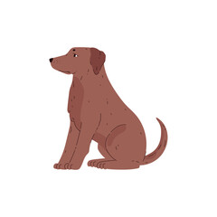 Labrador retriever sitting vector illustration, cute young friendly pet side view, cartoon brown dog isolated on white