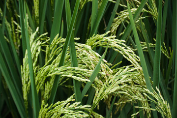 Fototapeta na wymiar Paddies in rice fields