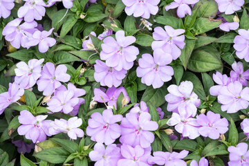Beautiful New Guinea impatiens flowers.