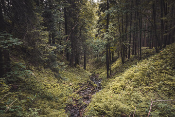 Deep green mountain forest with a river 