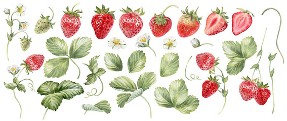 Strawberries watercolor clipart. Strawberry isolated, red berry and leaves with transparent background. Hand painted realistic illustration for tea, jam or natural cosmetics label © Nataliya Kunitsyna