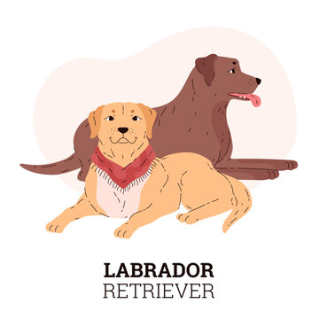 Labradors in sitting poses for vector flyer design.