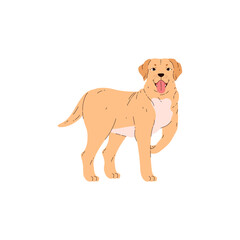 Playful vector portrait of a Golden Labrador with his tongue hanging out.